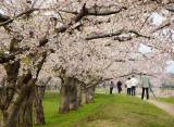 Cherry blossoms to arrive early in a warmer future