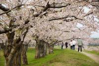 Cherry blossoms to arrive early in a warmer future