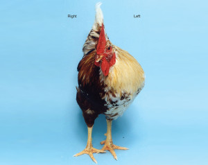 Gynandromorphic chicken displays both male and female characteristics. (Image: Nature)